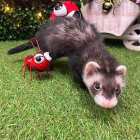 Ferret