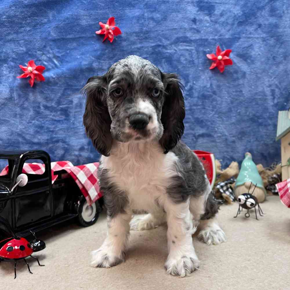 carousel pet images
