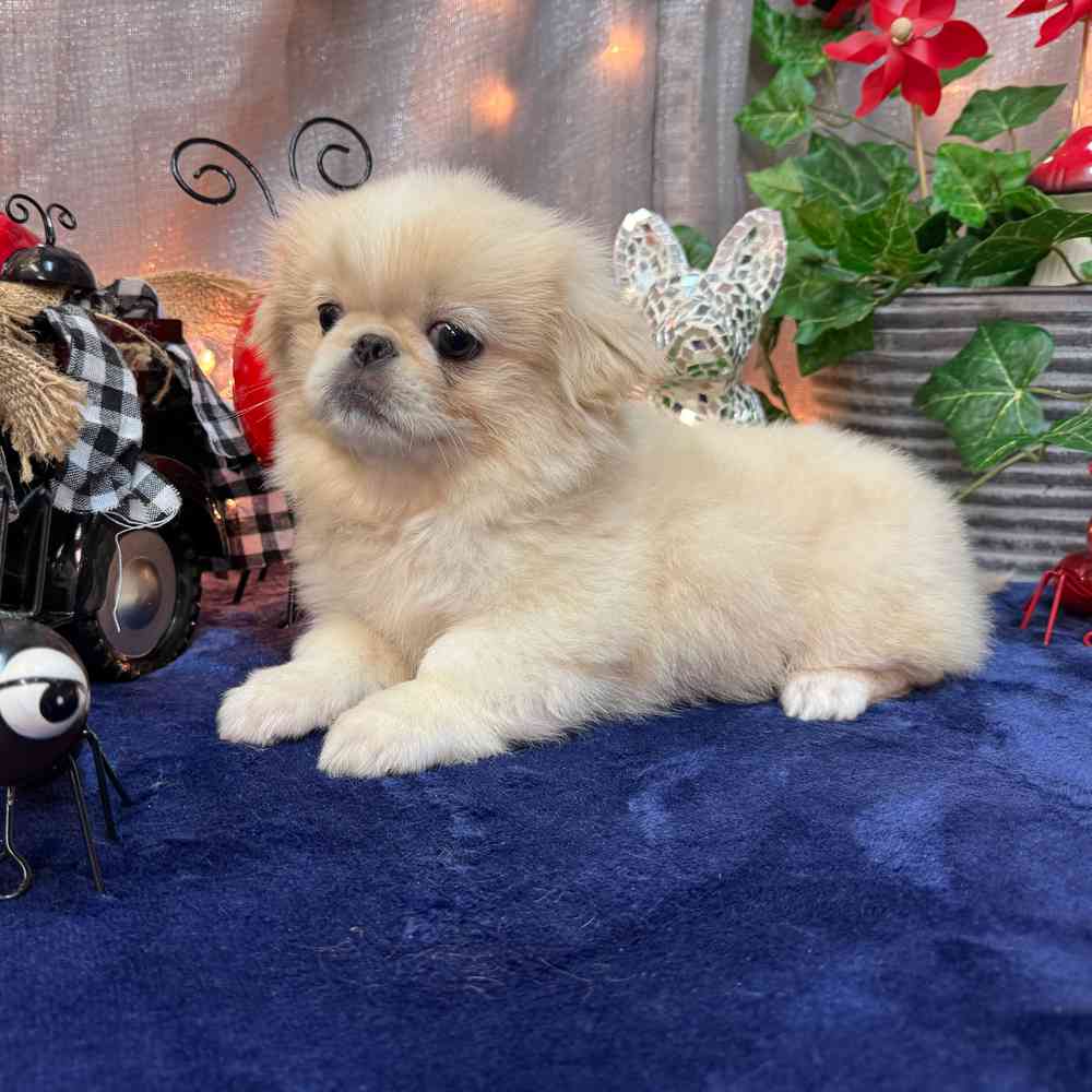 carousel pet images