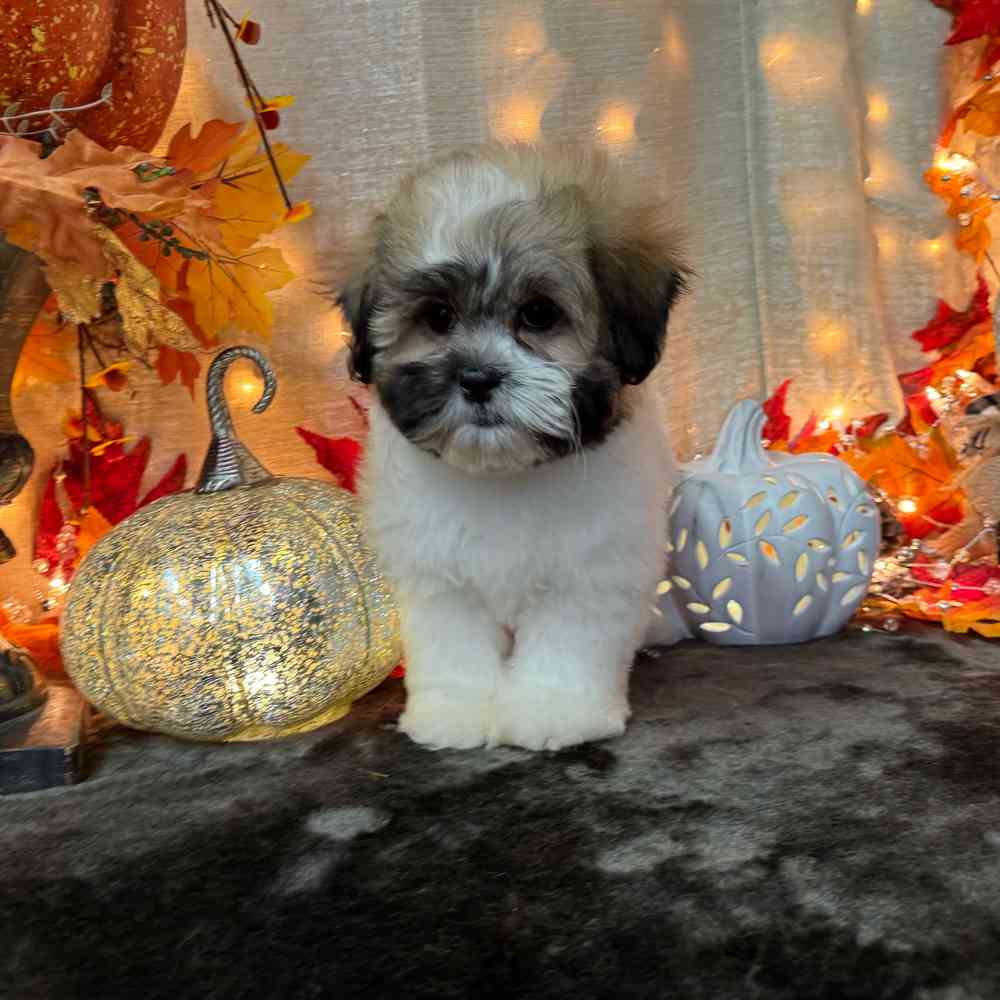 carousel pet images