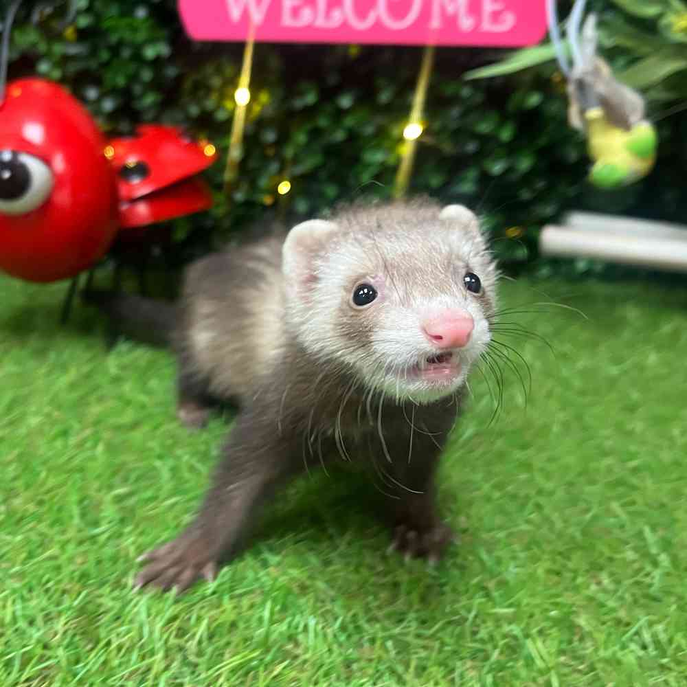 carousel pet images