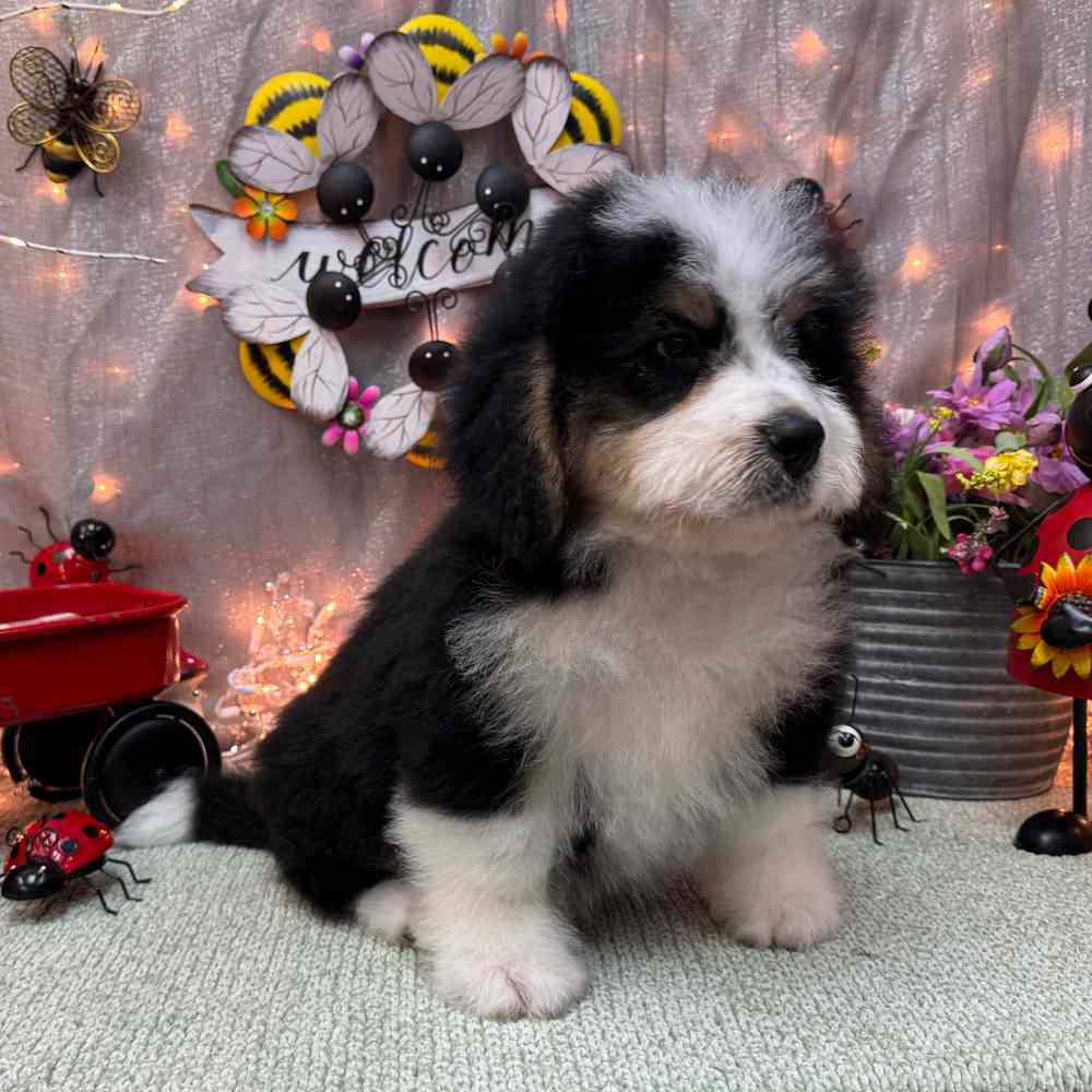 carousel pet images