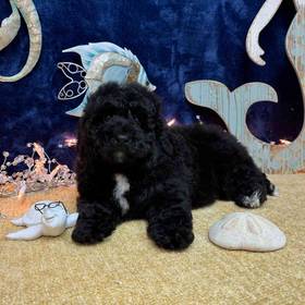 Mini Bernedoodle