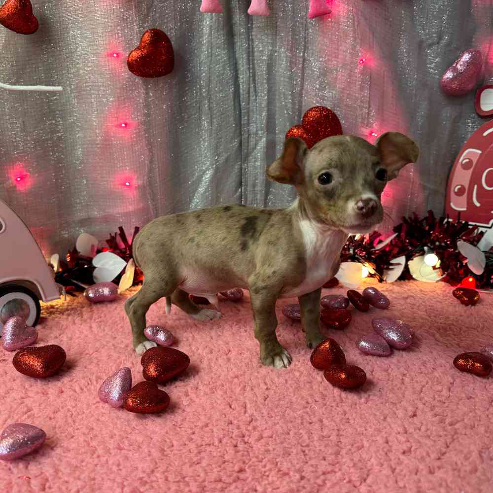 carousel pet images
