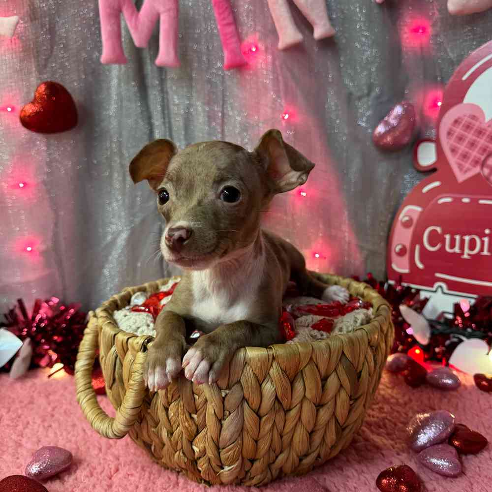 carousel pet images