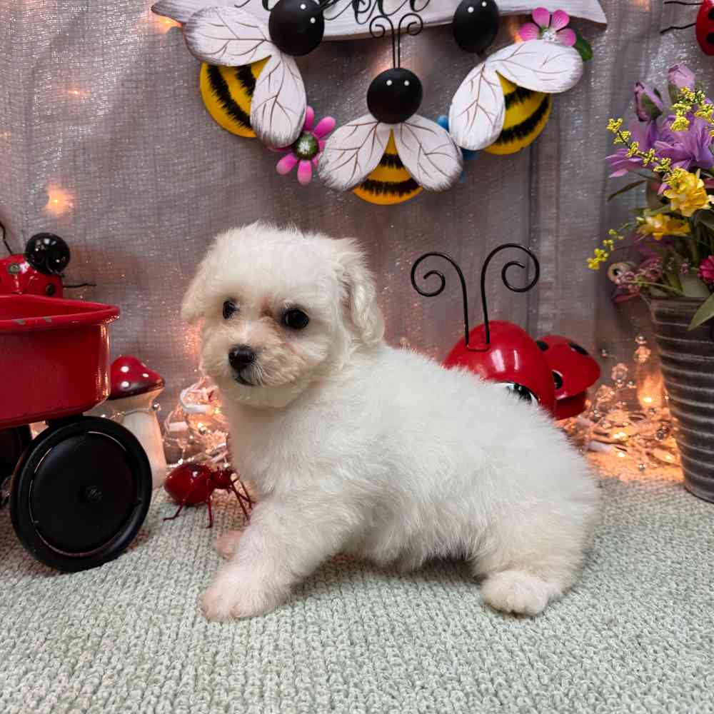 carousel pet images