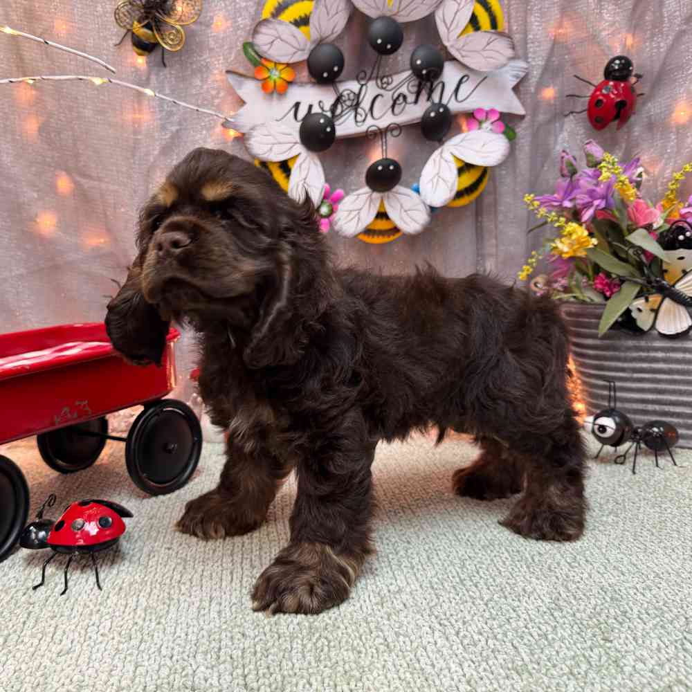 carousel pet images