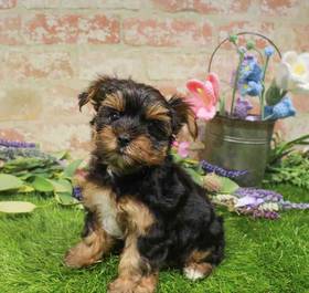 Yorkshire Terrier