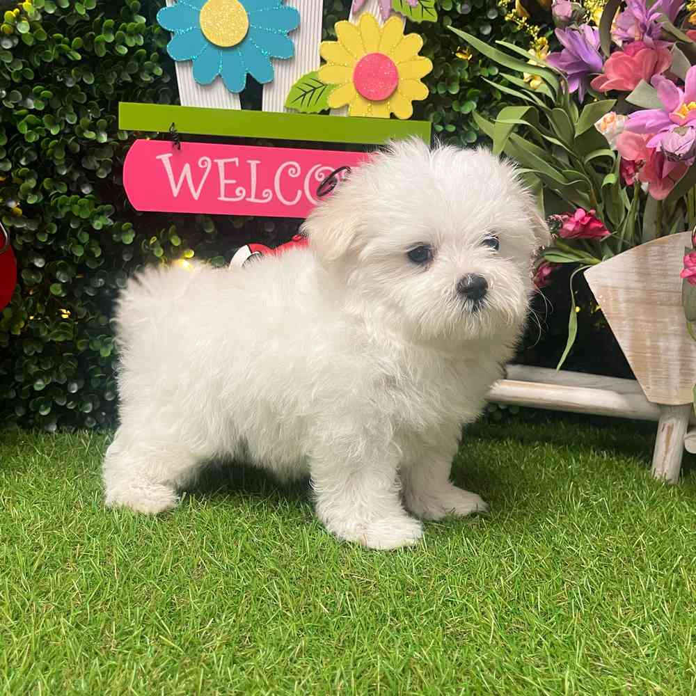 carousel pet images