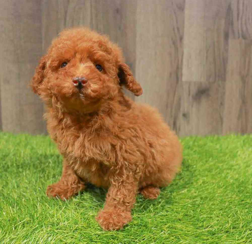 Image of a pet breed in the gallery