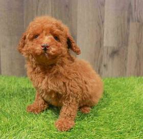 Poodle