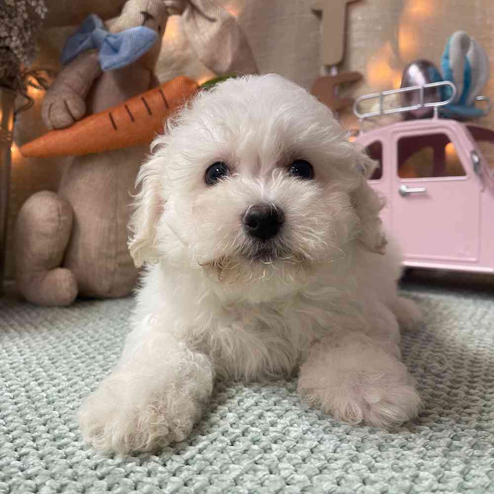 carousel pet images