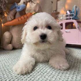 Bichon