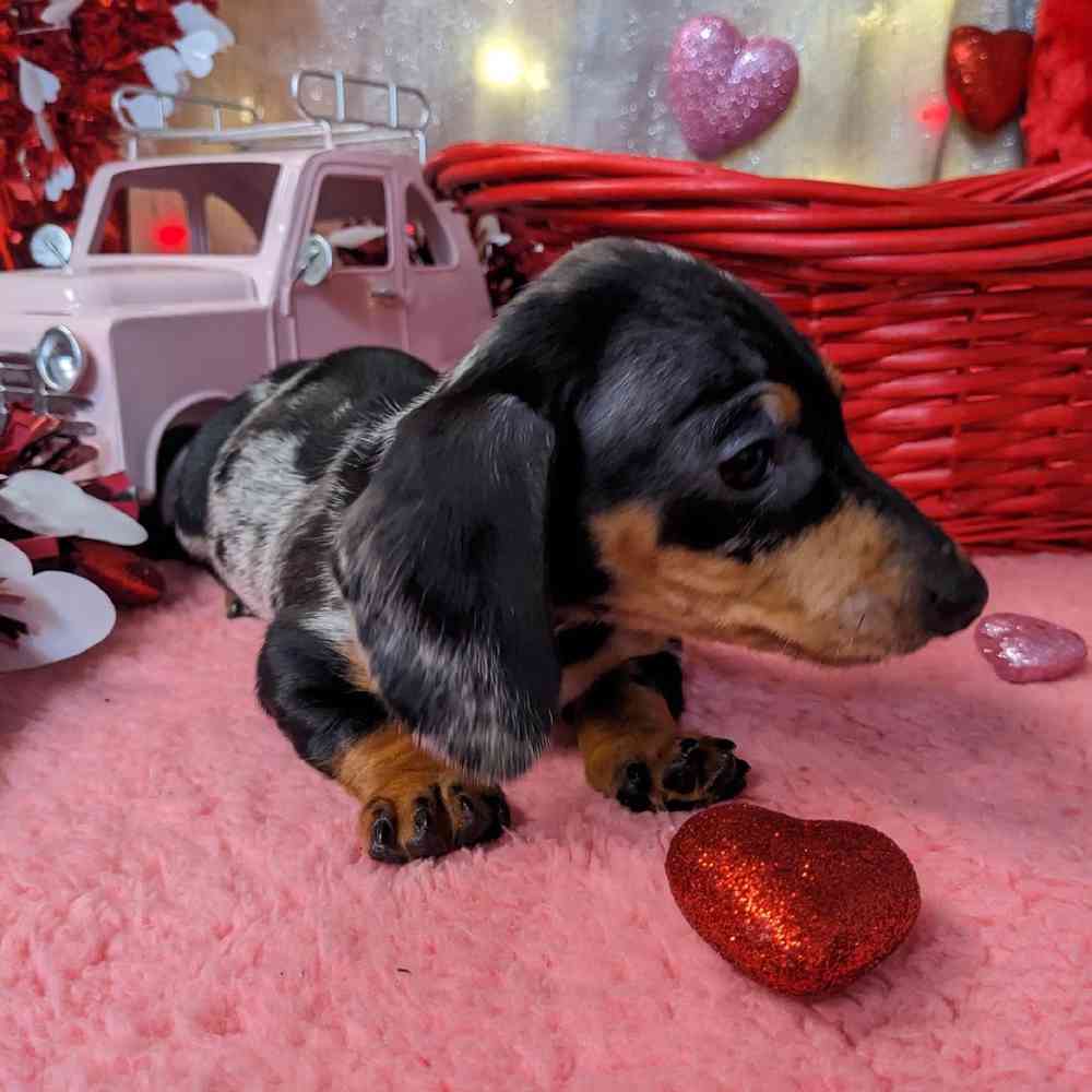 carousel pet images
