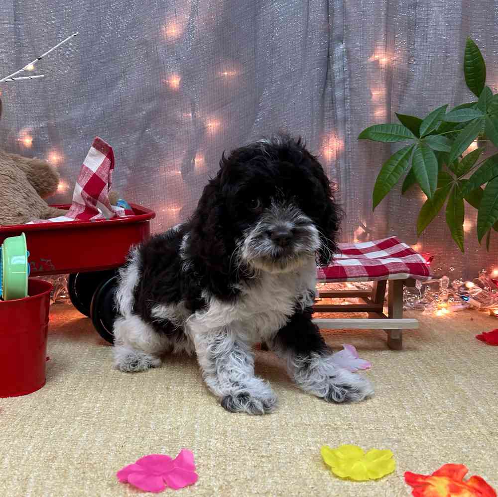 carousel pet images