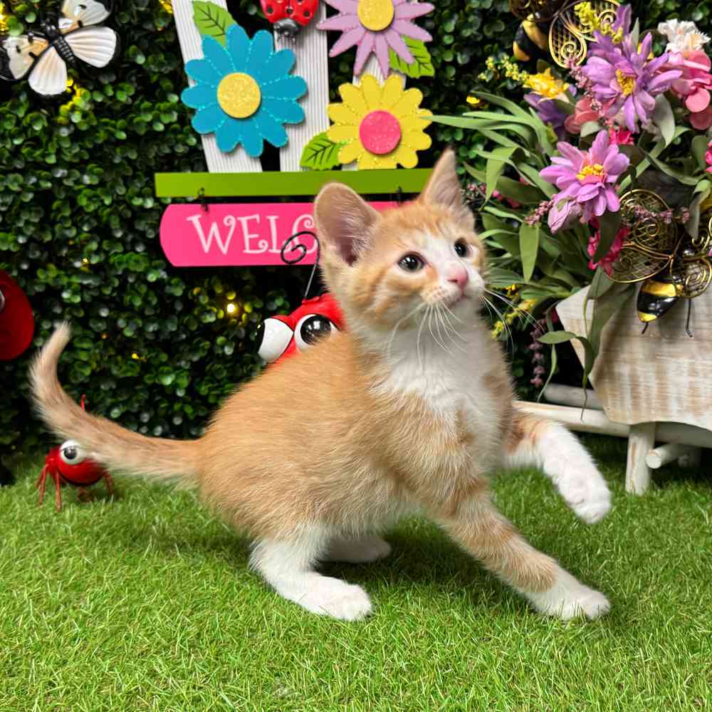 carousel pet images