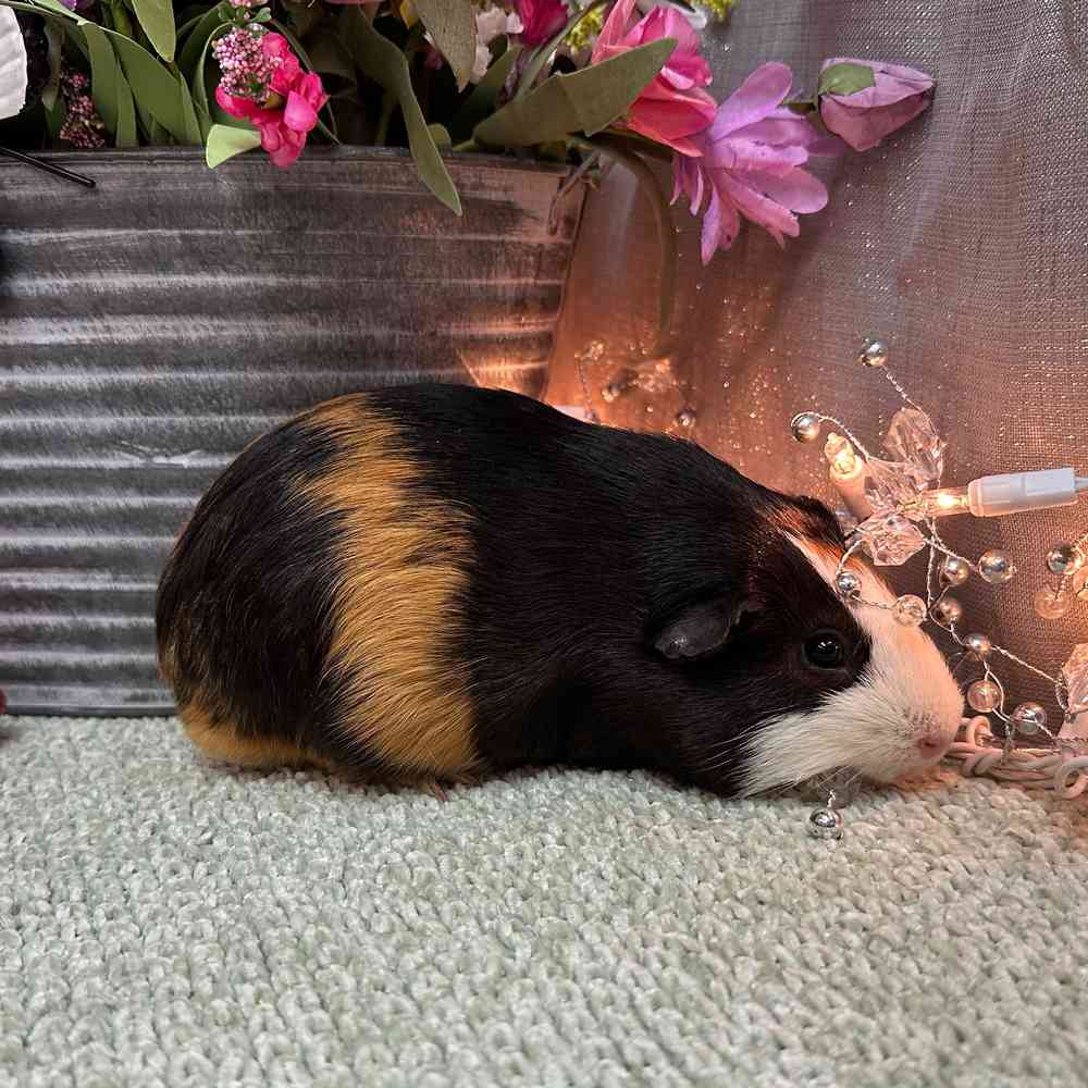 carousel pet images