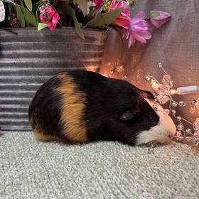 Adoption Guinea Pig