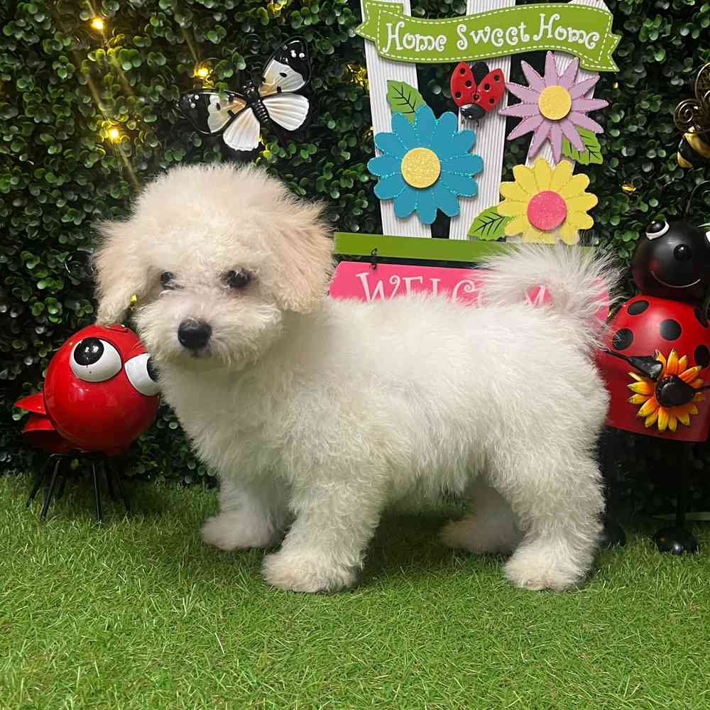 carousel pet images