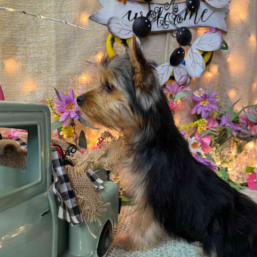 carousel pet images