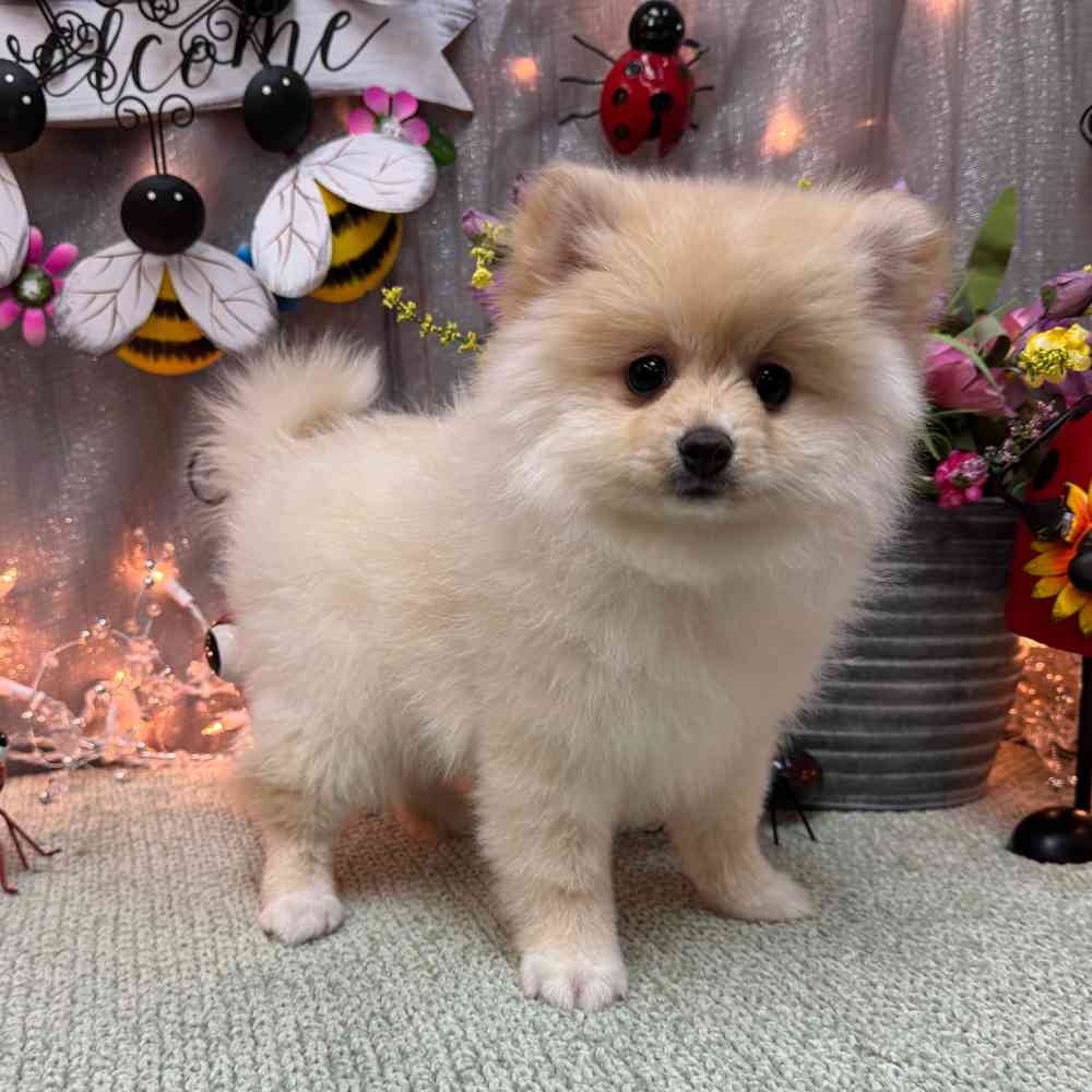 carousel pet images