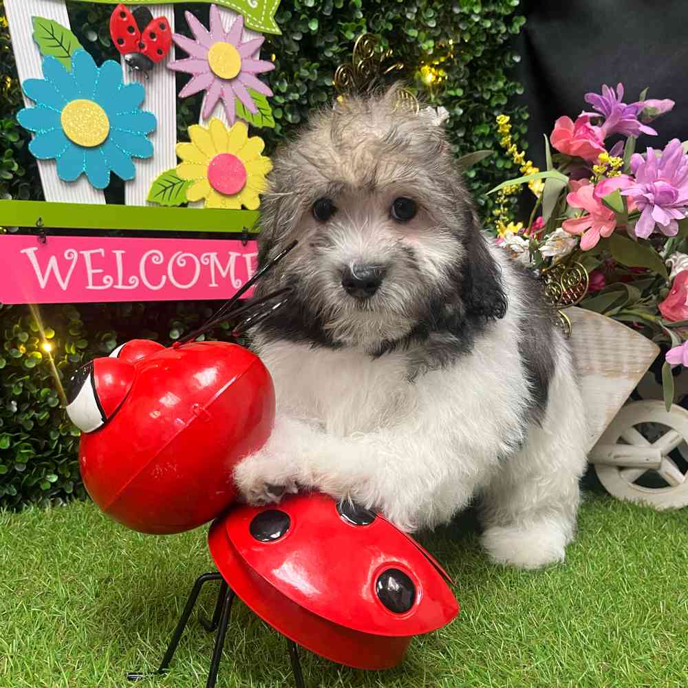 carousel pet images