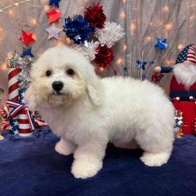 Bichon