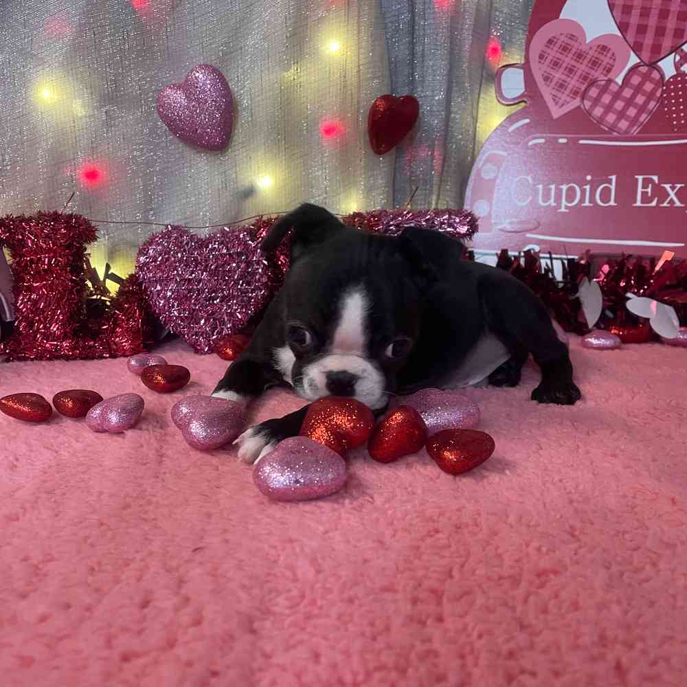 carousel pet images