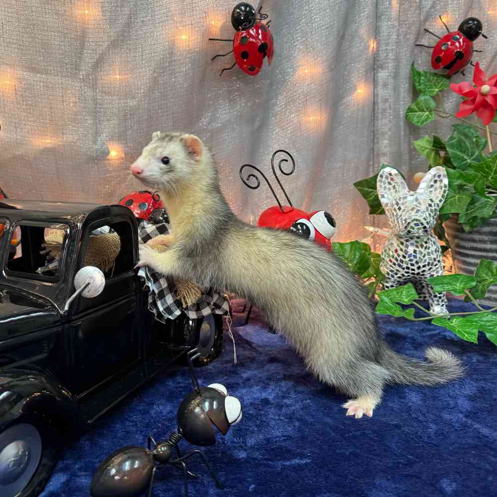 carousel pet images