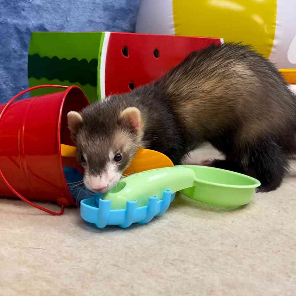 carousel pet images