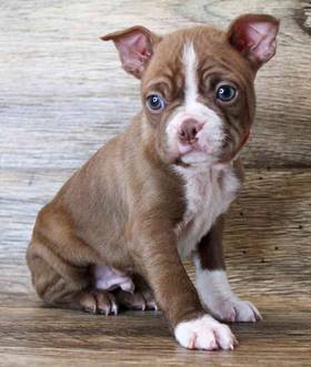 Boston Terrier