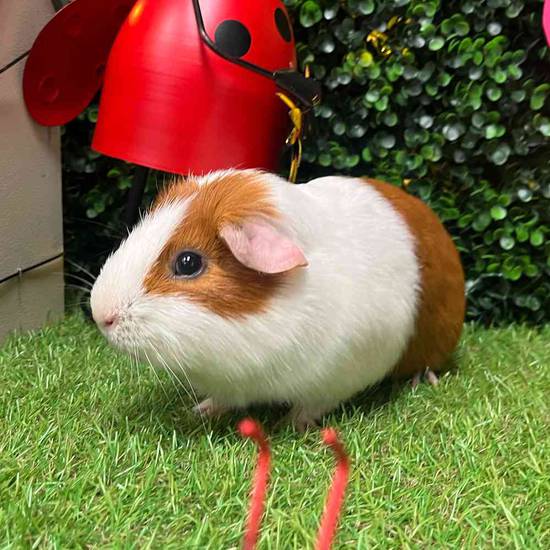 Adoption Guinea Pig