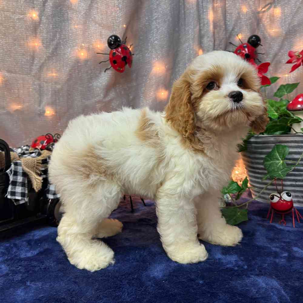 carousel pet images