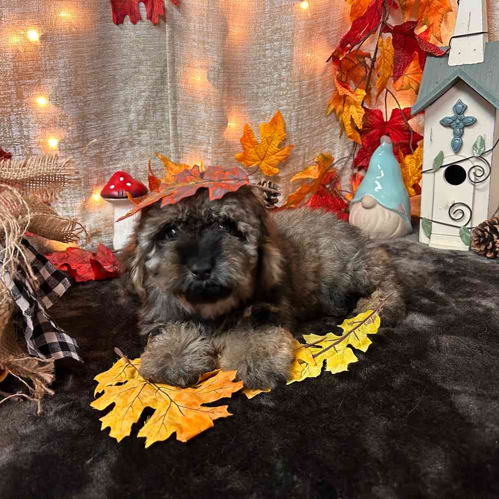 carousel pet images