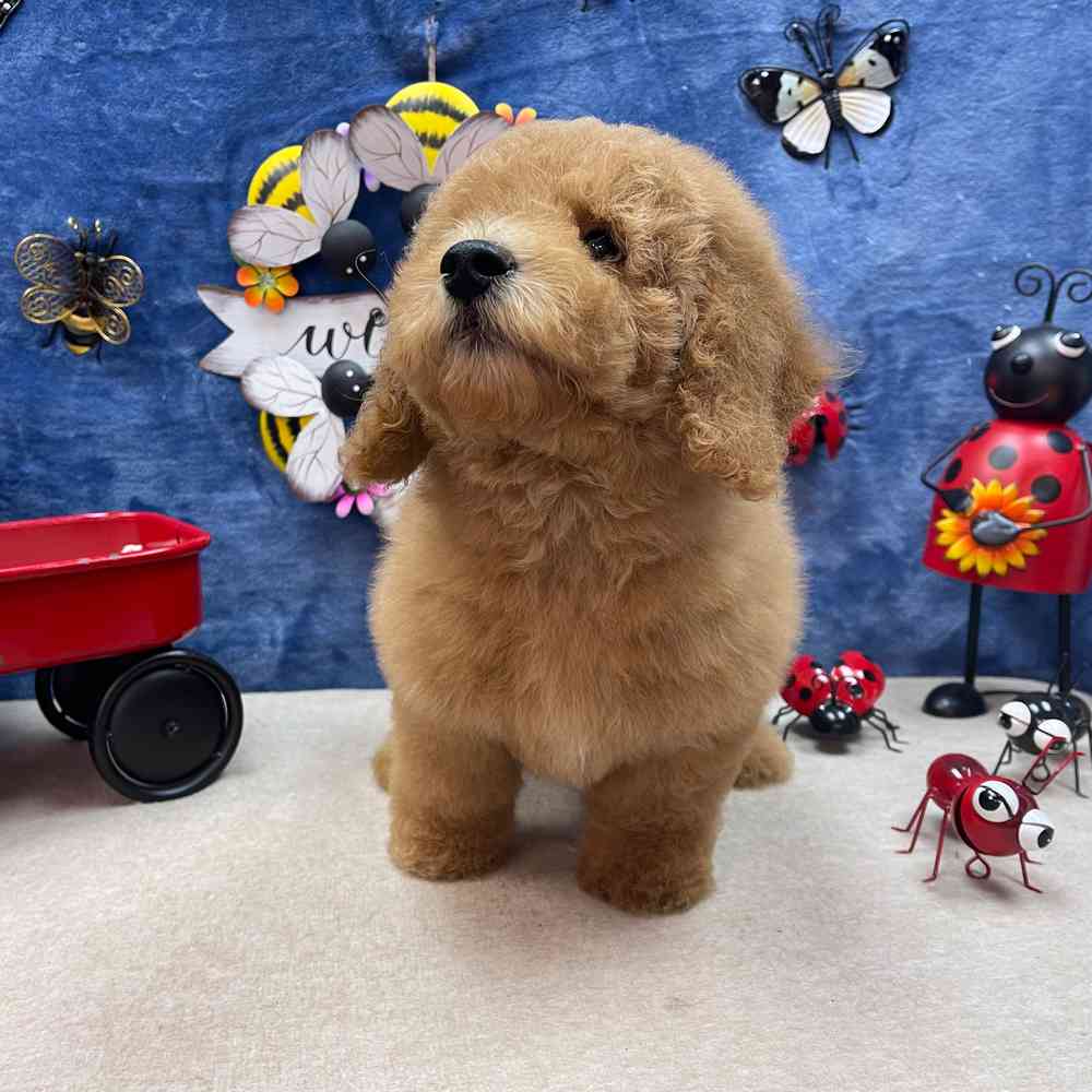 carousel pet images