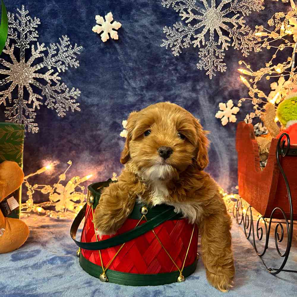 carousel pet images