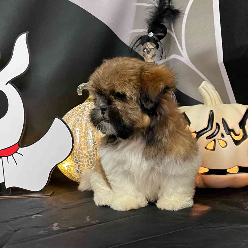 carousel pet images