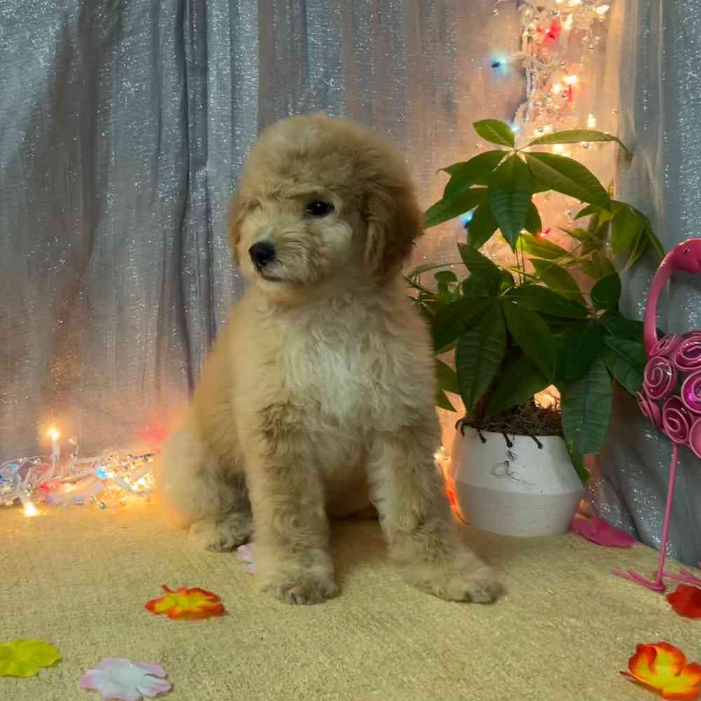 carousel pet images