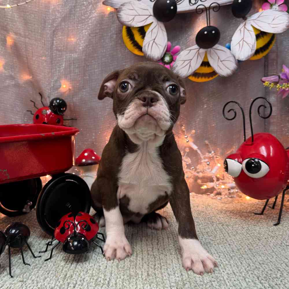 carousel pet images