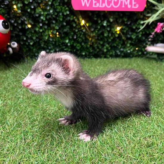 Ferret
