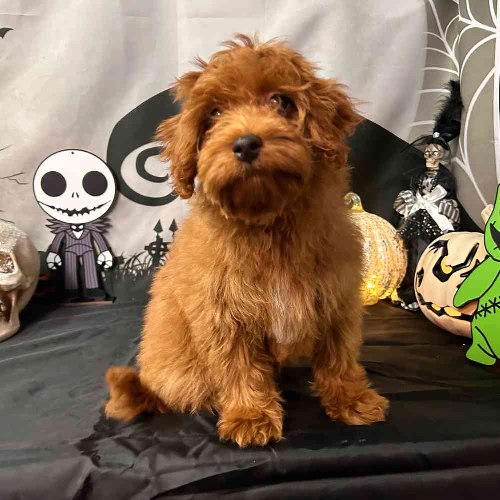 carousel pet images
