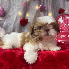 Shih Tzu