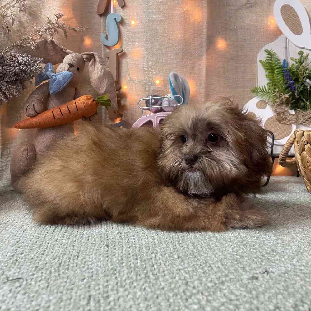 carousel pet images