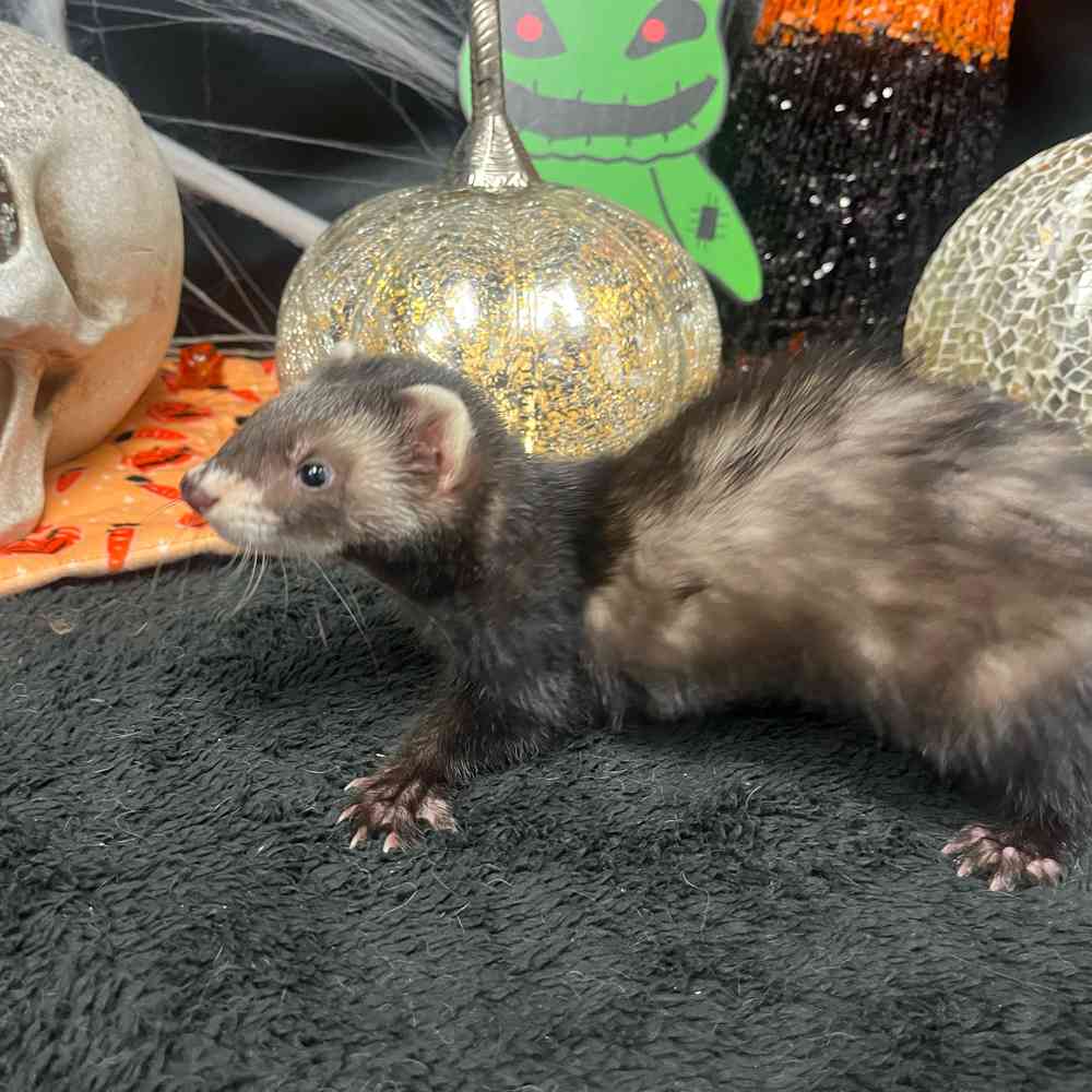 carousel pet images
