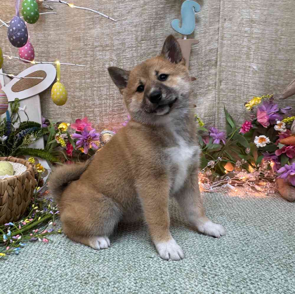 carousel pet images