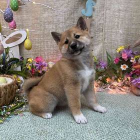 Shiba Inu