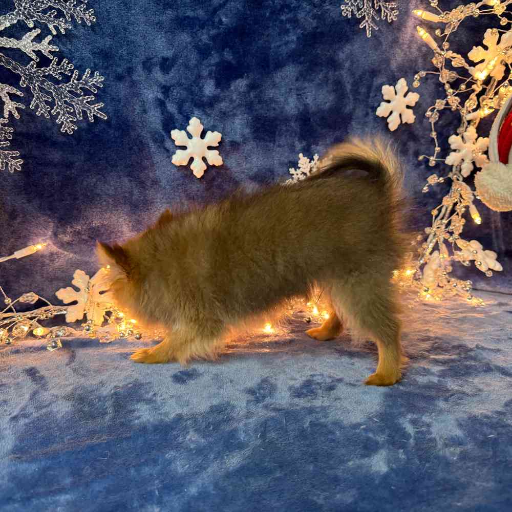 carousel pet images