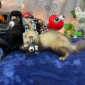 Ferret