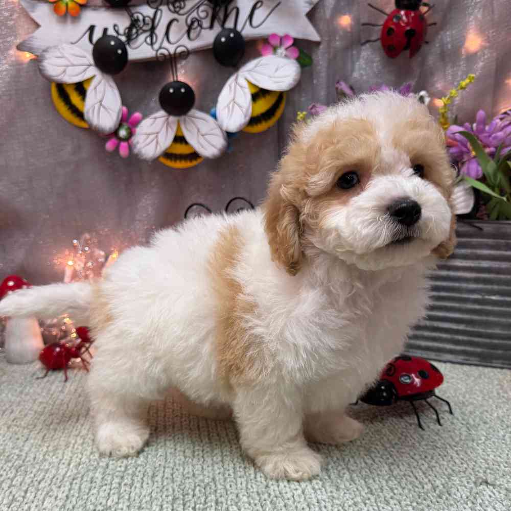 carousel pet images