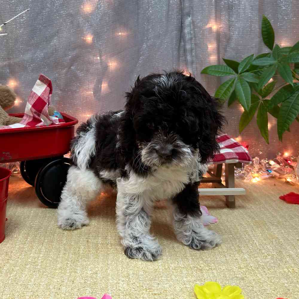 carousel pet images